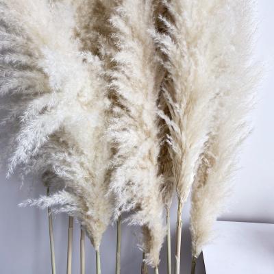 China The pampas grass feathers above the 70cm new arrival hot sale natural pampas grass decorative dry tall pampas grass flower decorative for sale