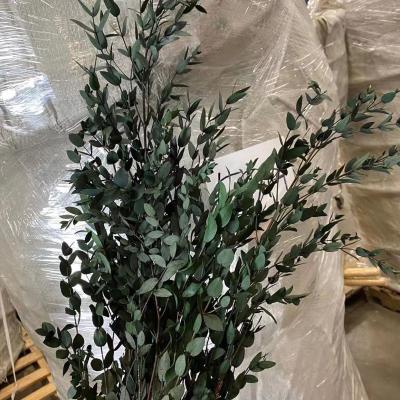 China Natural Touch Christmas Decoration Flowers Dried Eucalyptus Papers Eucalyptus Dried Leaves for sale