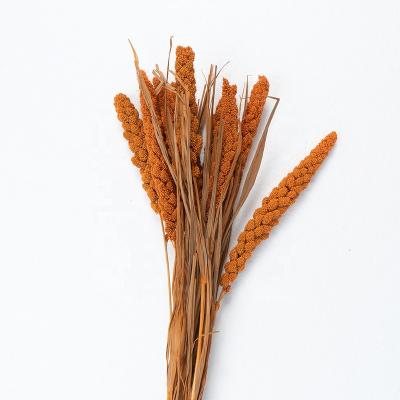 China Ins Flower Most Popular Dried Flower Dry Natural Preserved Millet For Wedding Decoration for sale