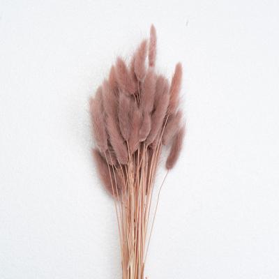 China Factory Wholesale Natural Decorative Flowers Dried Bunny Tail Grass Dried Lagurus Grass for sale