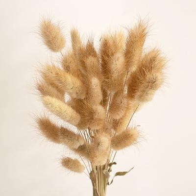 China Home Supply Bunny Tail Grass Decorative Flowers High Quality Decor Factory Dried Bouquet Bunny Tail Grass For Home Decor for sale