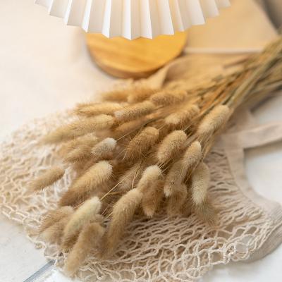 China High Quality Bunny Tail Grass Dried Bunny Tail Grass Plant Home Decor Bouquet For Home Decor Decorative Flowers for sale