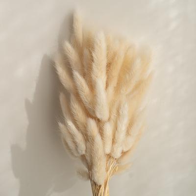 China New Hot Lagurus Bunny Tail Bunny Tails Grass Bunny Tails Dried Flower 40-60cm for sale