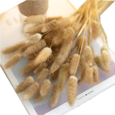 China Real Bunny Tail Grass Natural Dry 2021 Hot Selling High Quality Decorative Flowers Bunny Tail Grass Natural Dry for sale