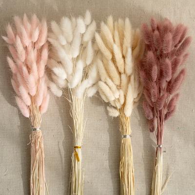 China Wholesale Natural Flower Dried Flower Bunny Tails Dried Colorful Bunny Tails Grass Lagurus Dried for sale