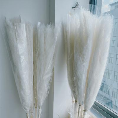 China Wholesale High Quality Natural Dry Flowers New Arrival Pampas Grass White Tall Pampas Grass Beautiful Pampas Grass For Wedding for sale