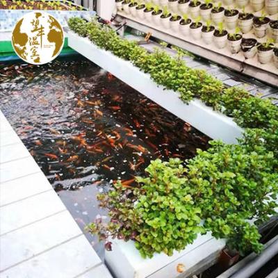 China Agriculture Planting Economical Aquaponics System For Fish And Vegetable Solution Hydroponic System for sale