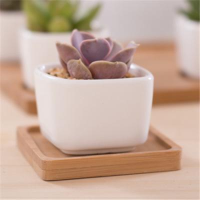 China White Square Modern Creative Mini Ceramic Flower Pot for Home Office Office for sale