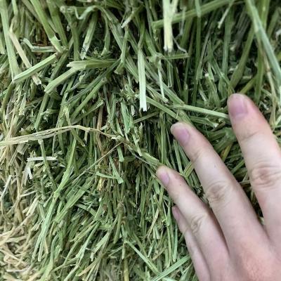 China Good Quality American Alfalfa Hay Bales of Livestock for Animal Feed for sale