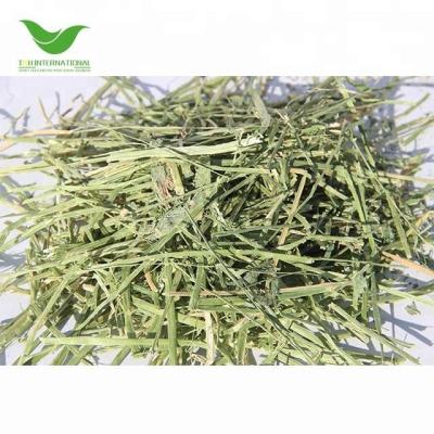 China Good Quality Livestock T&H Alfalfa Hay Cubes Lucerne Hay Alfalfa Meal Bales For Sale Animal Feeding for sale