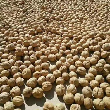 China Top Grade Thin-Skin Dried Raw Walnuts with Shell and Walnut Kernels for sale