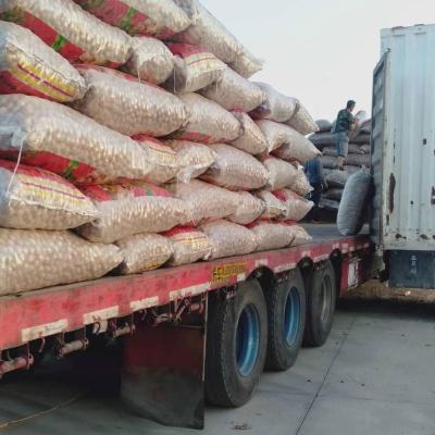 China Best Quality China Wholesale Price Dry Walnut for sale