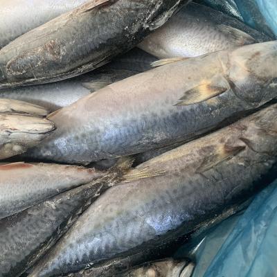 China Wholesale Frozen Mackerel Exporters Low-CARB Fish Tilapia Fresh Frozen Red Fish for sale