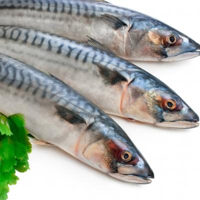 China Low-CARB Pacific Mackerel / Saurels Frozen Boat Fish Wholesale for sale