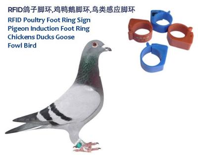 China RFID Poultry Foot Ring Sign, RFID Pigeon Foot Ring, Chickens Ducks Goose Induction Foot Ring,  Induction Fowl Foot Ring for sale