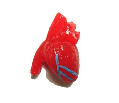 China Indoor Medicinal Educational Models Heart Plastic Toys for sale