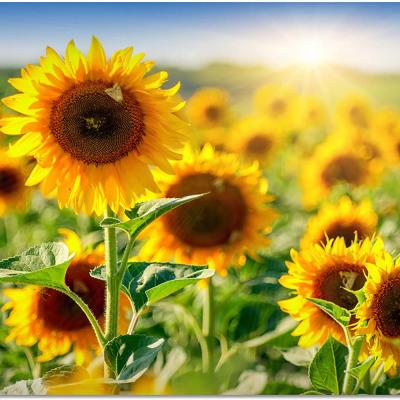 China New Classic / Postmodern Sunflower Flowers Annotate Poster For Room Decoration for sale