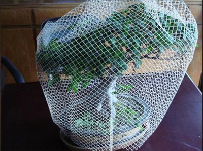 China Bottom Orchid Pot Plastic Mesh Cover / Plant Shade Netting for sale