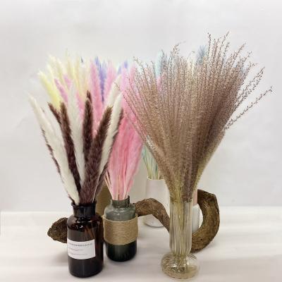 China Home.hotel.lighting living room wedding holiday party decorative home decoration dried flowers pampas grass multicolor for sale