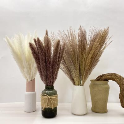 China Home.hotel.lighting Hot Selling Wholesale Short Amazon Decorative Pampas Grass Tubular Grass Natural Tubular Grass Home Wedding Decorative Flowers for sale