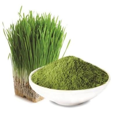 China High Quality Grass Juice Powder , Wheat Food Grade Wheat Grass Powder GN-1 for sale