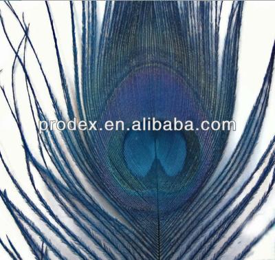 China Decroation Peacock Blue Feather Peacock Eye Feather for sale