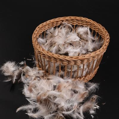 China TOPGREEN 2-4cm Gray Duck Feather High Quality Washed Gray Duck Feather Filling For Pillow Soft Comforter Cushion for sale