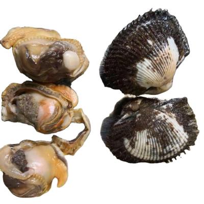 China Good Selling Shell Fish Frozen Blood Clams Seafood FROZEN Meat for sale