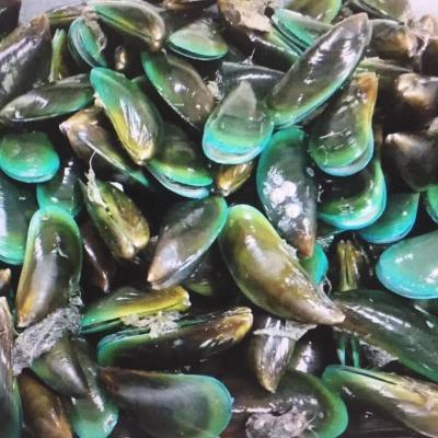 China Shell Green Mussel Meat and Mussel FROZEN Half Shellfish for sale