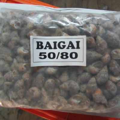 China Good Wholesale FROZEN Tiger Snail Frozen Sale for sale