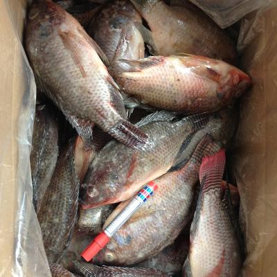 China Low sugar tilapia for sale