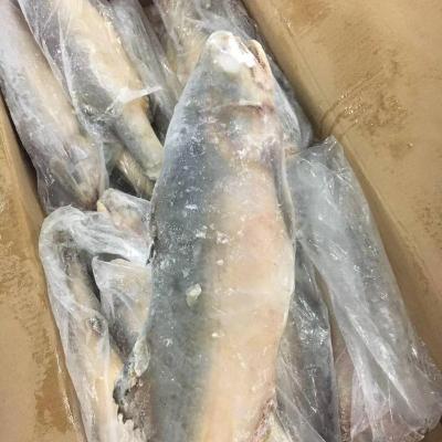 China The Threadfin FROZEN Frozen Seafood King for sale