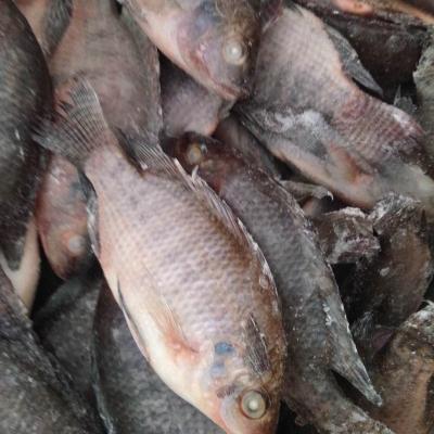 China High Quality Low-CARB Frozen Tilapia Fish for sale