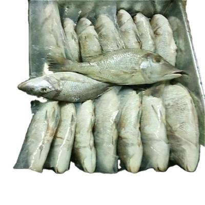 China Good Selling Emperor FROZEN Wholesale Frozen Fish Seafood for sale