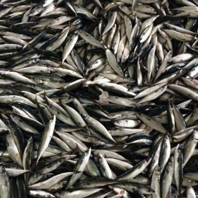 China Wholesale Cheap Fish Frozen Pacific Mackerel FROZEN Seafood for sale