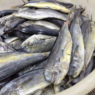 China Original FROZEN Seafood Indonesia Mahi Mahi Frozen Fish WR for sale