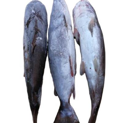 China Indonesia's original FROZEN seafood sales vouchers frozen sea catfish for sale