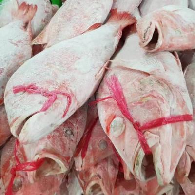 China FROZEN Frozen Snapper / Good Sell Fish WR Indonesia Seafood Goldfish for sale