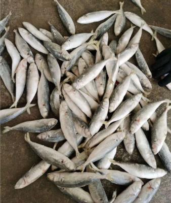 China FROZEN cheap frozen saurels mackerel whole round fish for sale