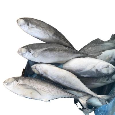 China FROZEN Frozen Seafood Sale Coupons Hard Tail Scad Fish for sale