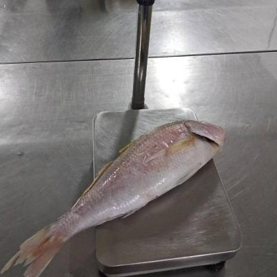 China Good Quality JELLY Snapper WR Frozen Seafood from Indonesia for sale