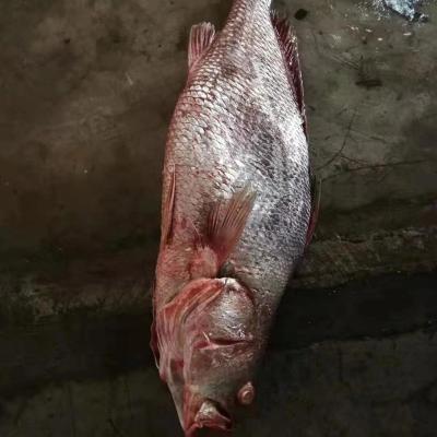 China Good Selling Doom Prophet FROZEN Frozen Fish Brown Original Indonesia Seafood for sale