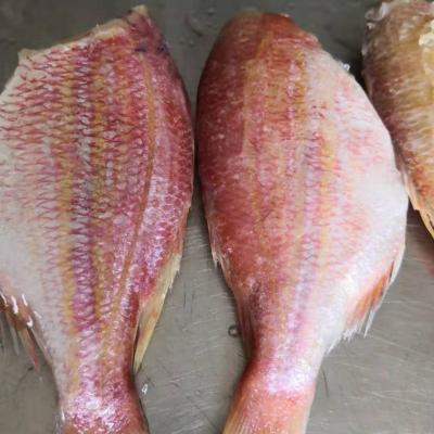 China WR FROZEN FROZEN goldfish/sea bream snapper fillet for sale