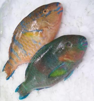 China Whole round low sugar frozen parrot fish for sale for sale