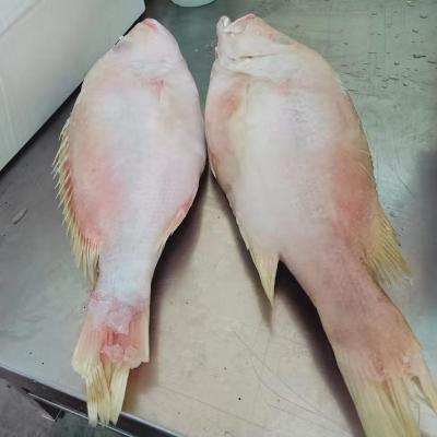 China Whole round low sugar frozen fish for sale red sea bream for sale