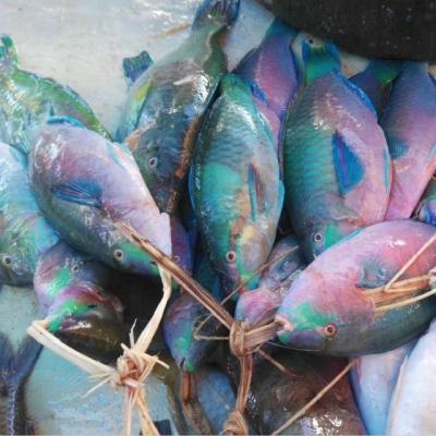 China FROZEN Indonesia Parrot Fish Fillet for sale