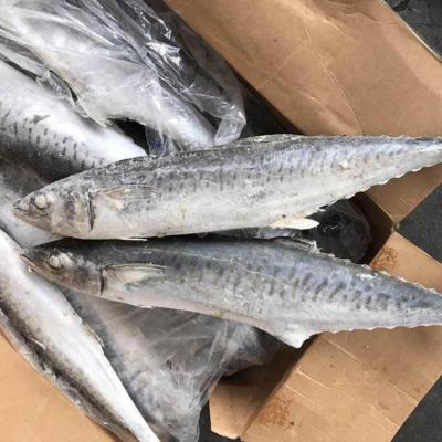 China Newly Frozen High Quality Low Sugar Spanish Fish Mackerel Fillets for sale