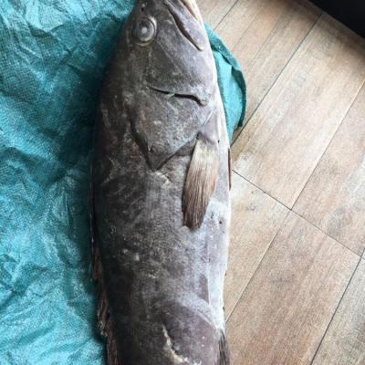 China Wholesale FROZEN Whole Round Frozen Grouper Fish for sale