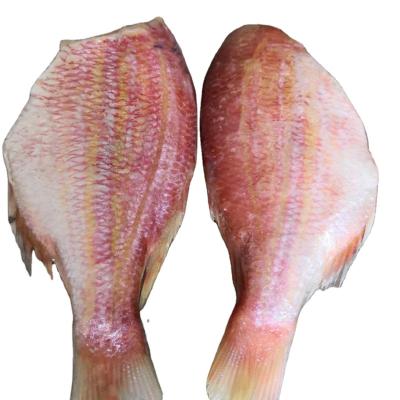 China Newly Frozen High Quality Low Sugar Snapper Fillet for sale