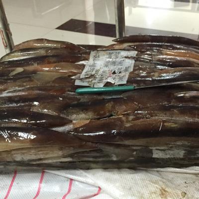 China Illex FROZEN Frozen Squid Good Sale Seafood Fish for sale